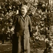Giorni di vendemmia