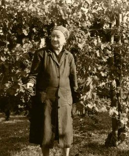 Giorni di vendemmia